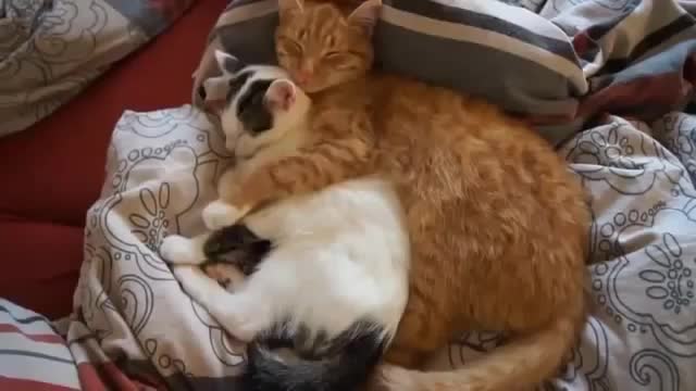 Cute cats laying together ❤️❤️😍😍😍