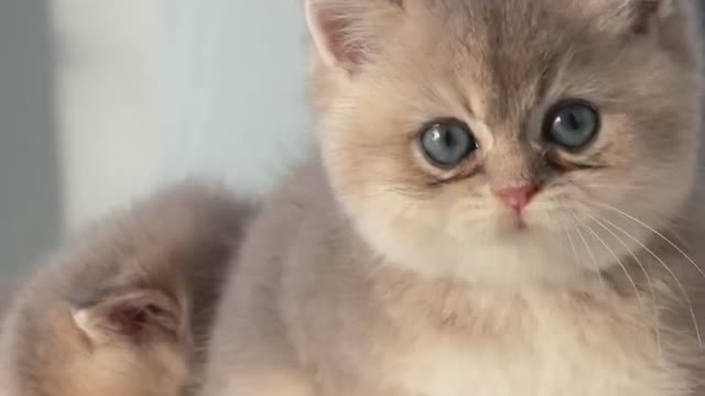 Cat video