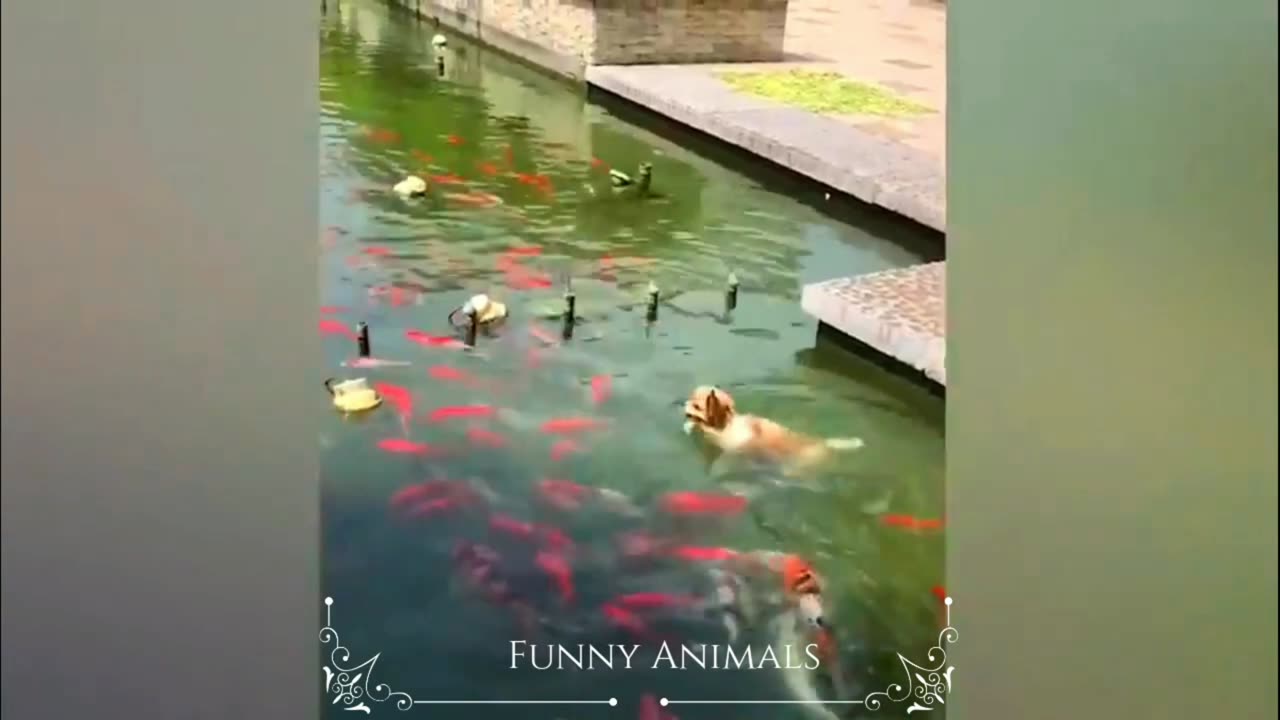 Funny dog video