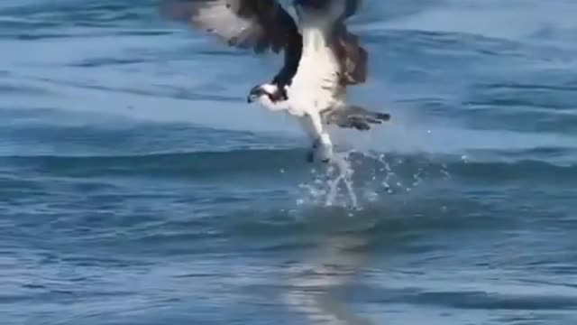 Eagle Hunting Fish