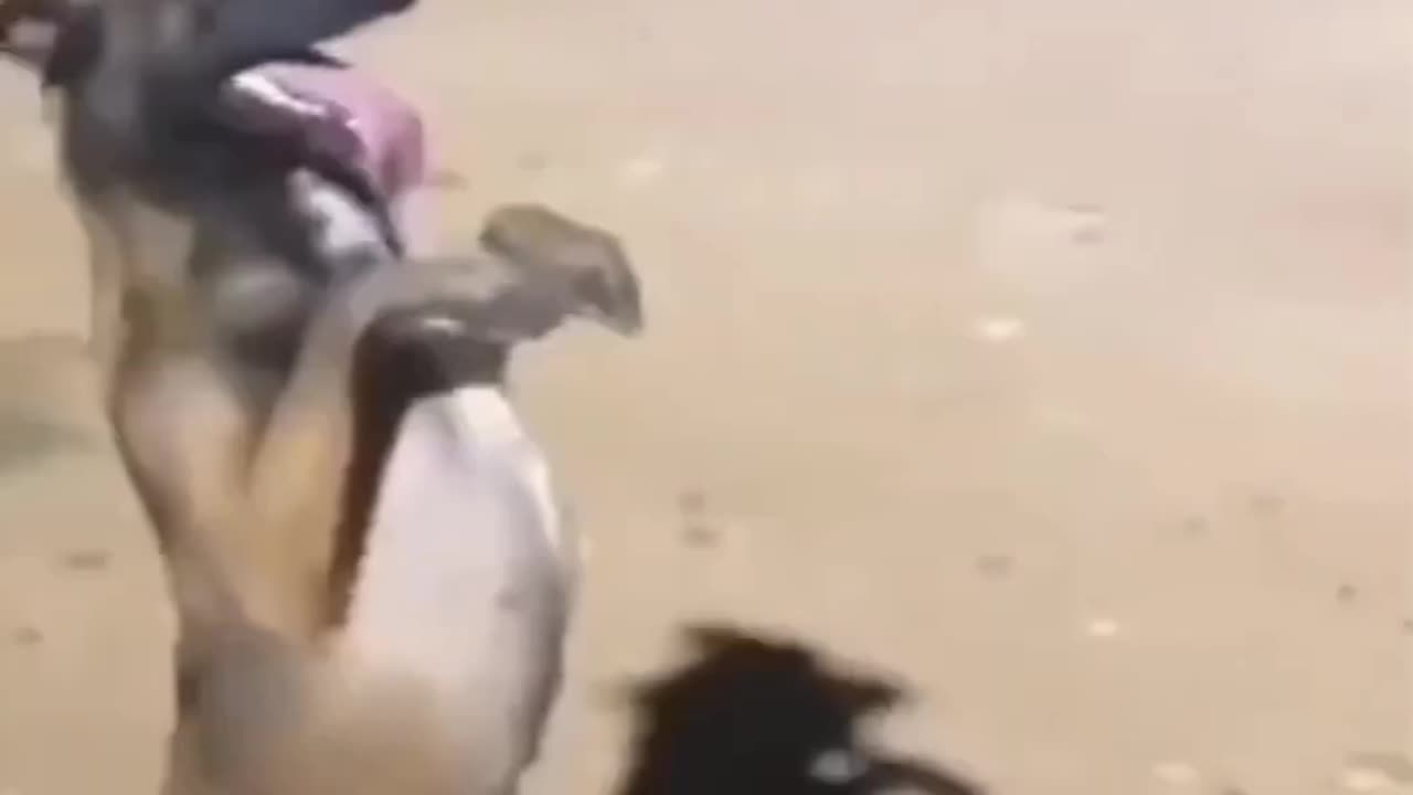 Funny video