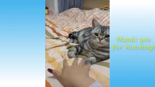 🤣Best cats and dogs funny videos (try not to laugh)🤣😅😂