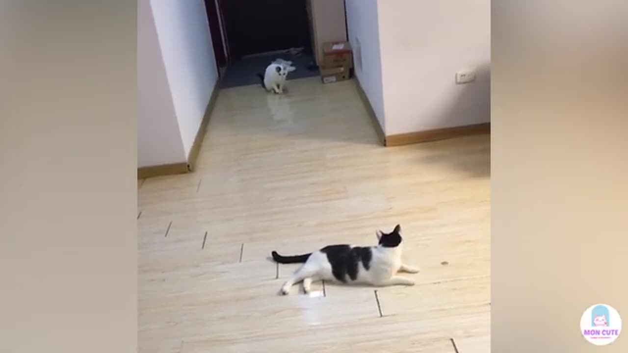 Cute dog and cat videos ♥ Best funny animal moments 2023 P2