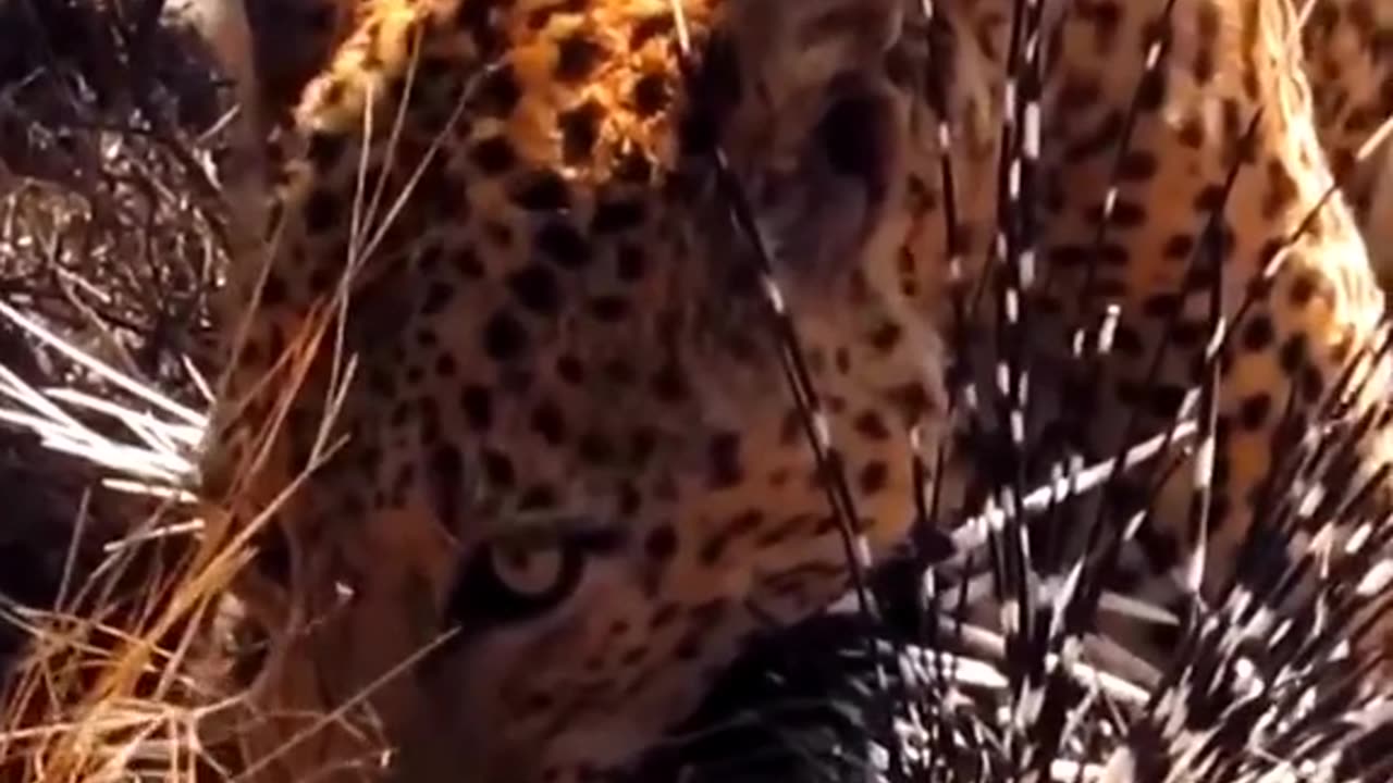 Leopard attack amazing clip