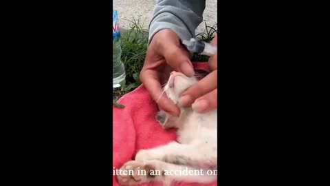 Viral Cat - Great Kitten rescue!