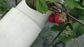 Strawberry Update After 4 Weeks