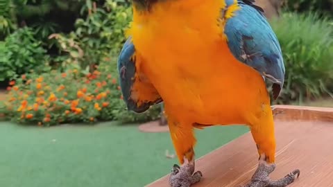 Parrot Practices Weightlifting