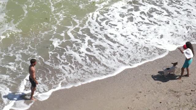 dog video on beach with his owner