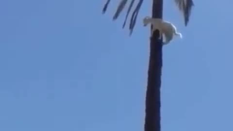 Goat Climbed a tree