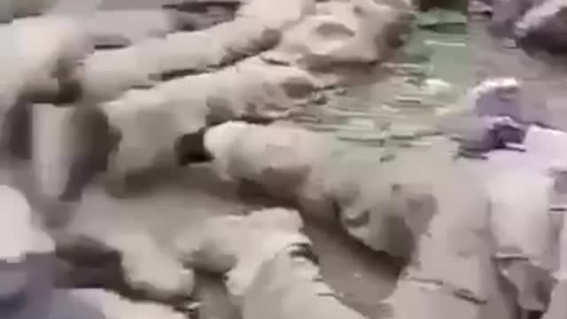 Ukraine Soldiers Surrender