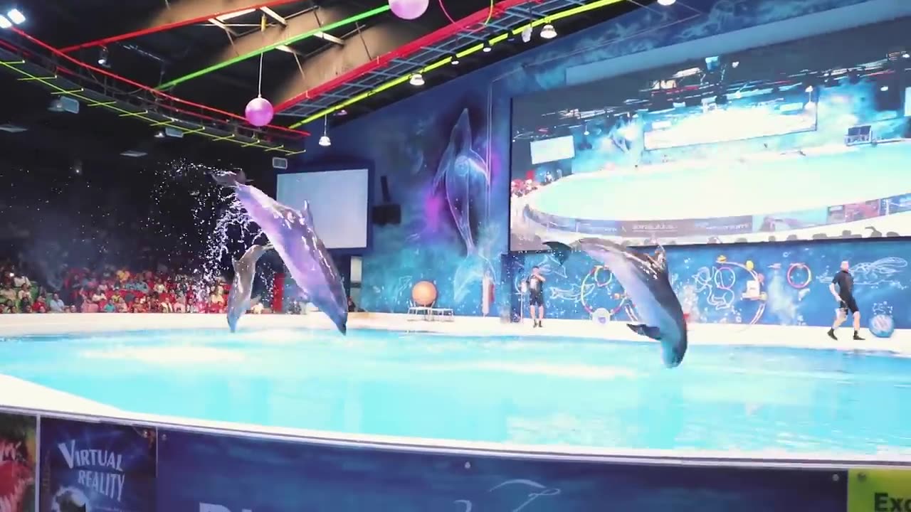 Dolfin Sea lion show best of Dubai