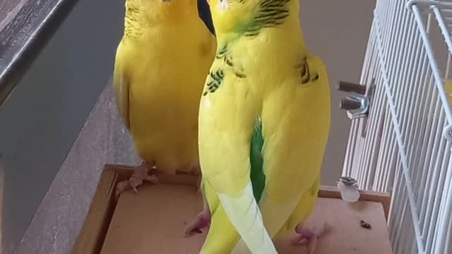 Love Budgies Funny couple