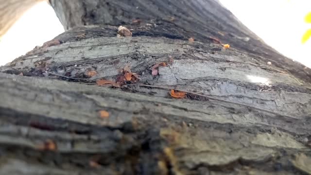 a swarm of small ants on the branch of the tree