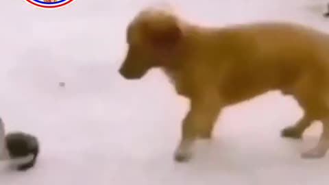 Dog Funny video