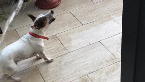 Tatu playing with water Jack Russell