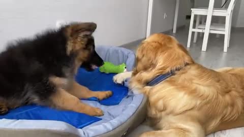 My Dog Reacts to Puppy Stealing His Bed