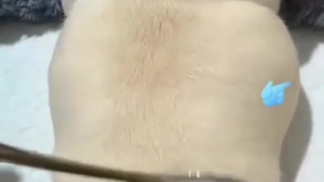 Funny Dog πππ