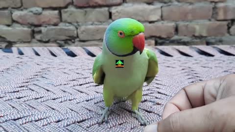 RomeoSoAmazingTalkingParrotAOneOfTheUniqueNewMemberOfTalkingParrotFamilyp4