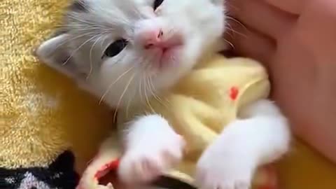 Cute little kitty