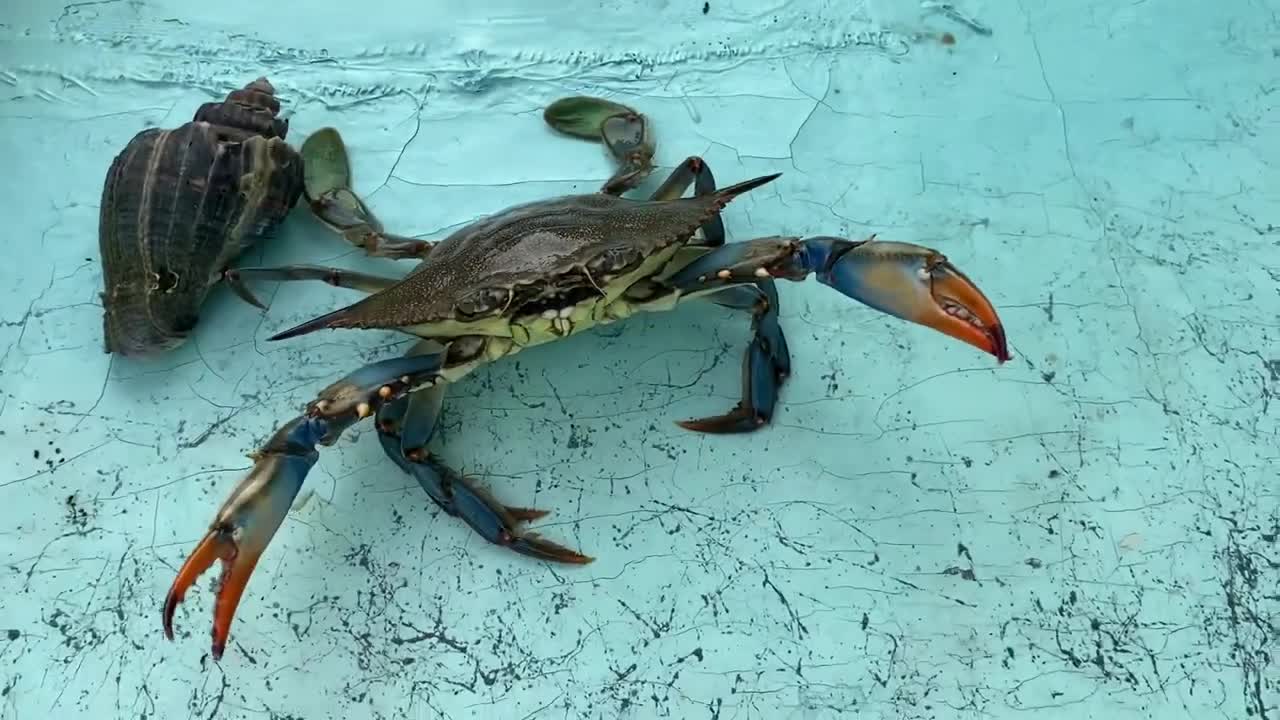 Big Blue Crab