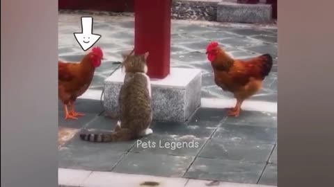 Cat funny video murga kukkdukkuuu