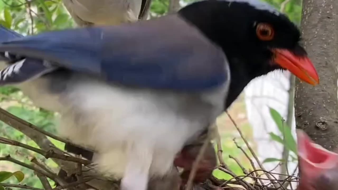 Family And Lifestyle Of Birds