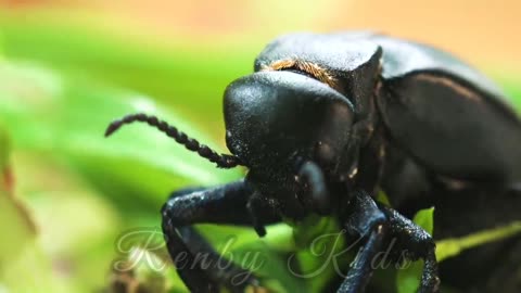 the charm of the beauty of insect animals
