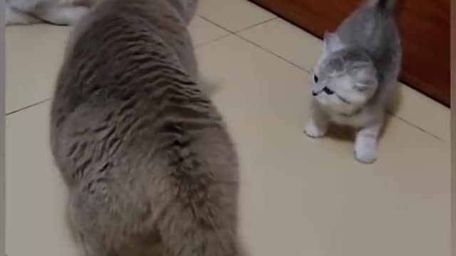 Funny cats video