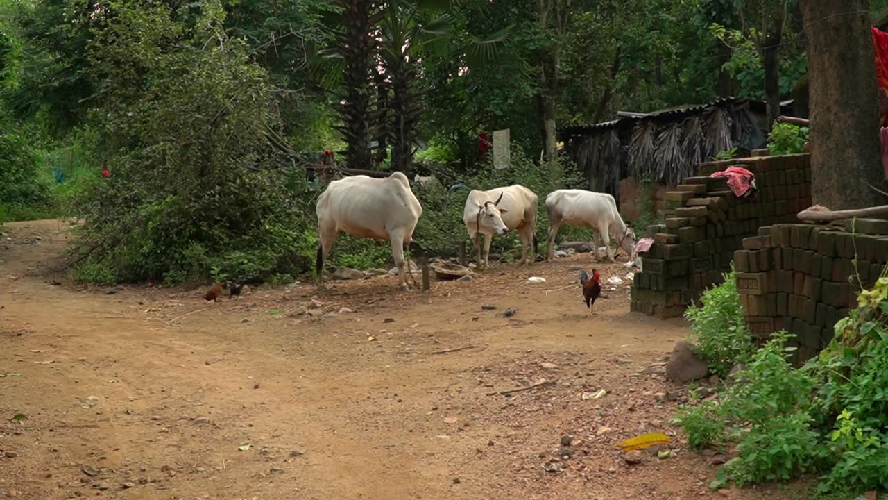 Rural Village Life India | Rural Life of West Bengal | Bangla Village | Village Festival |