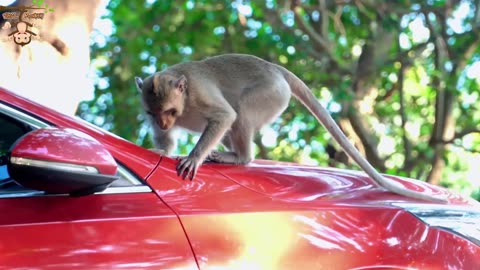 4K Quality Animal Footage - Monkeys Beautiful Scenes