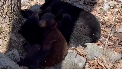 A Pile Of Bears