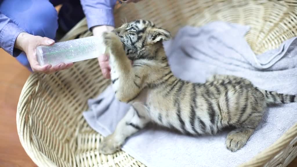This Suckling sound is like # Looktigerbaby