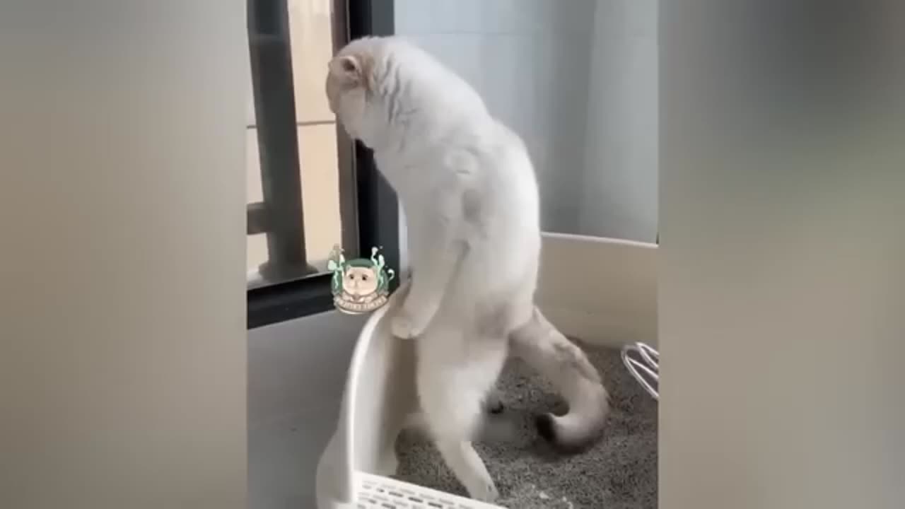 Funny animal video