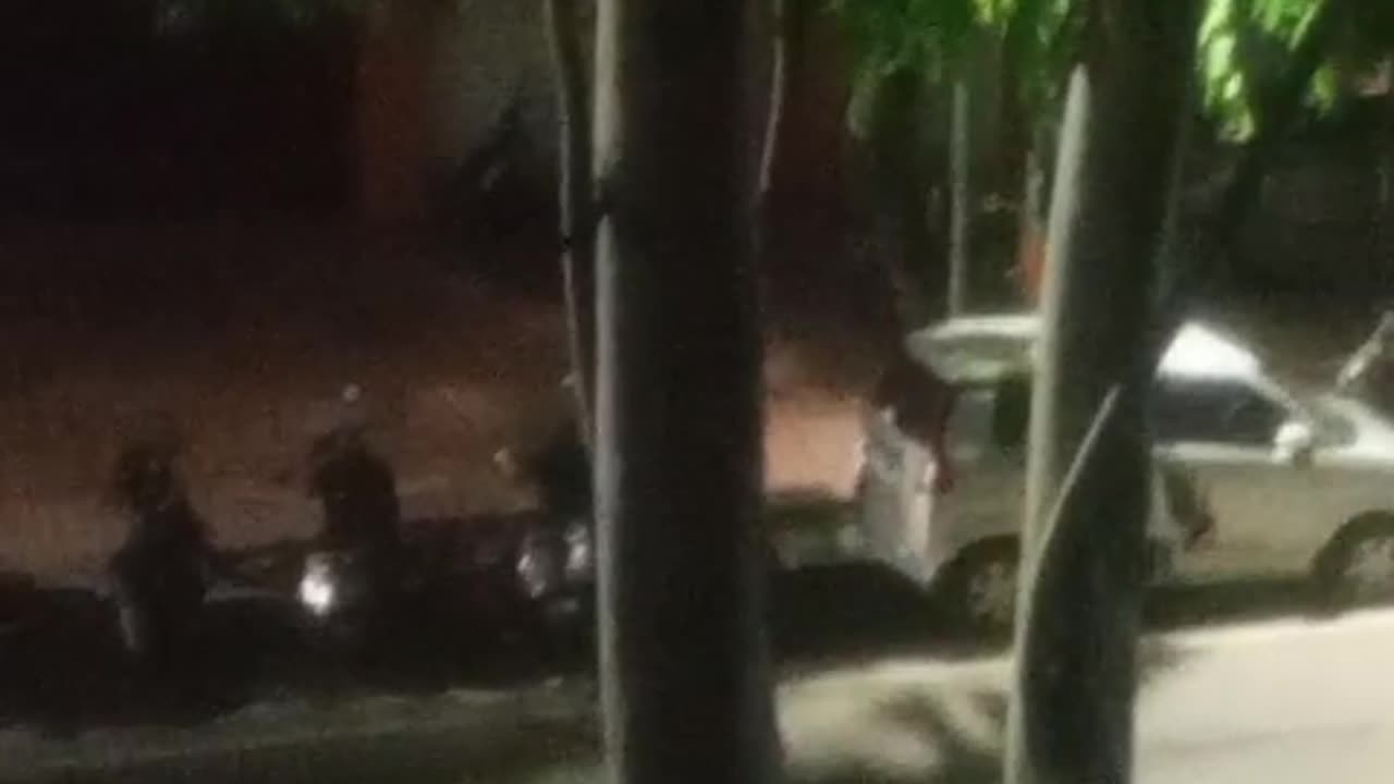 Last night leopard descending from the eucalyptus tree in front of the BJP office