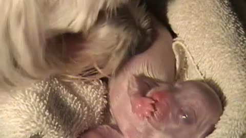 AMAZING DOG BIRTH!!