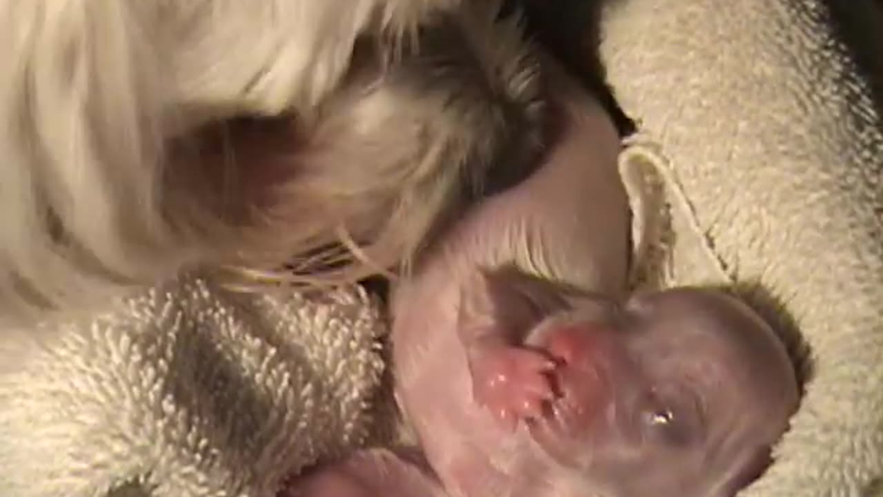 AMAZING DOG BIRTH!!