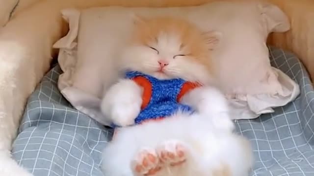 Beingakittyisawesome.