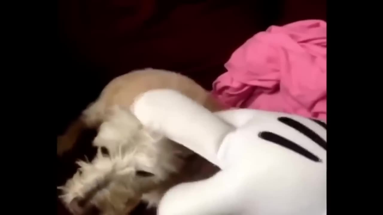 Try Not to Laugh Compilation