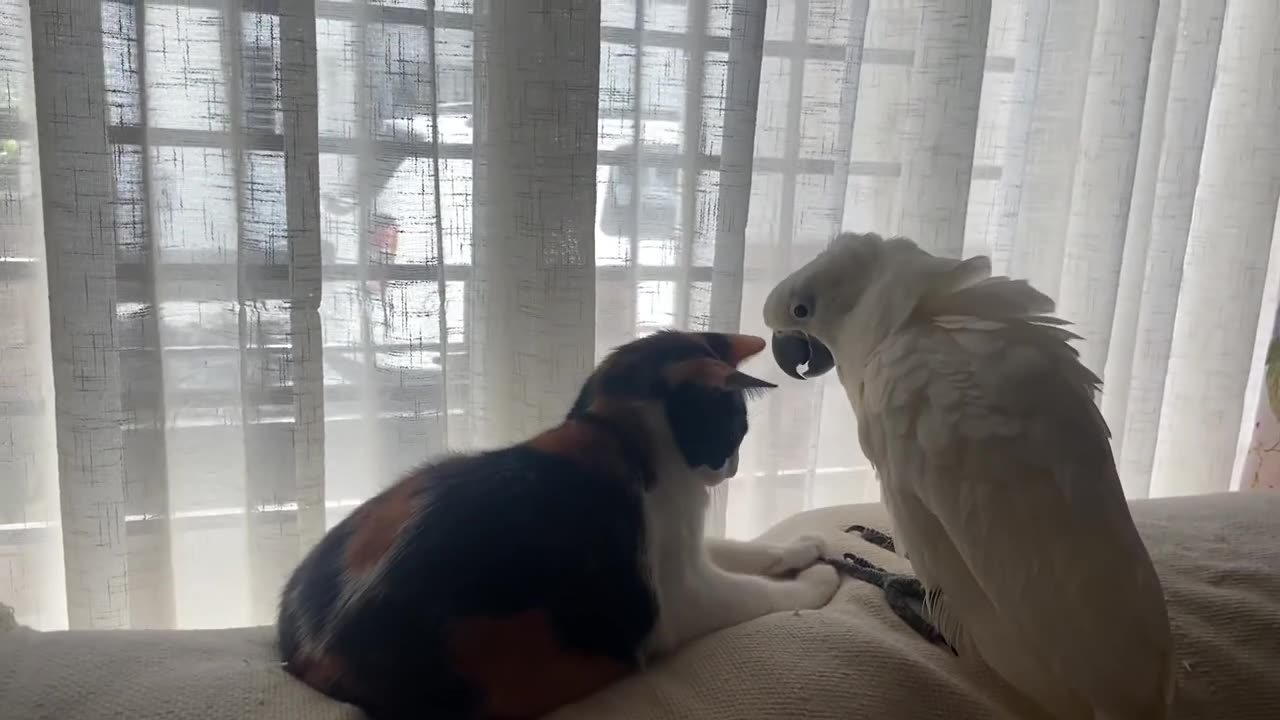 Parrot VS Cat 😈😈😈