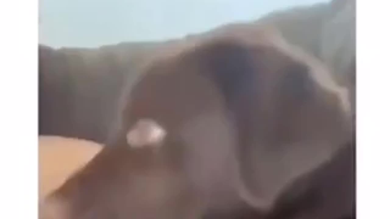 Funny dog Video. Netflix & Chill 😂😂🤣