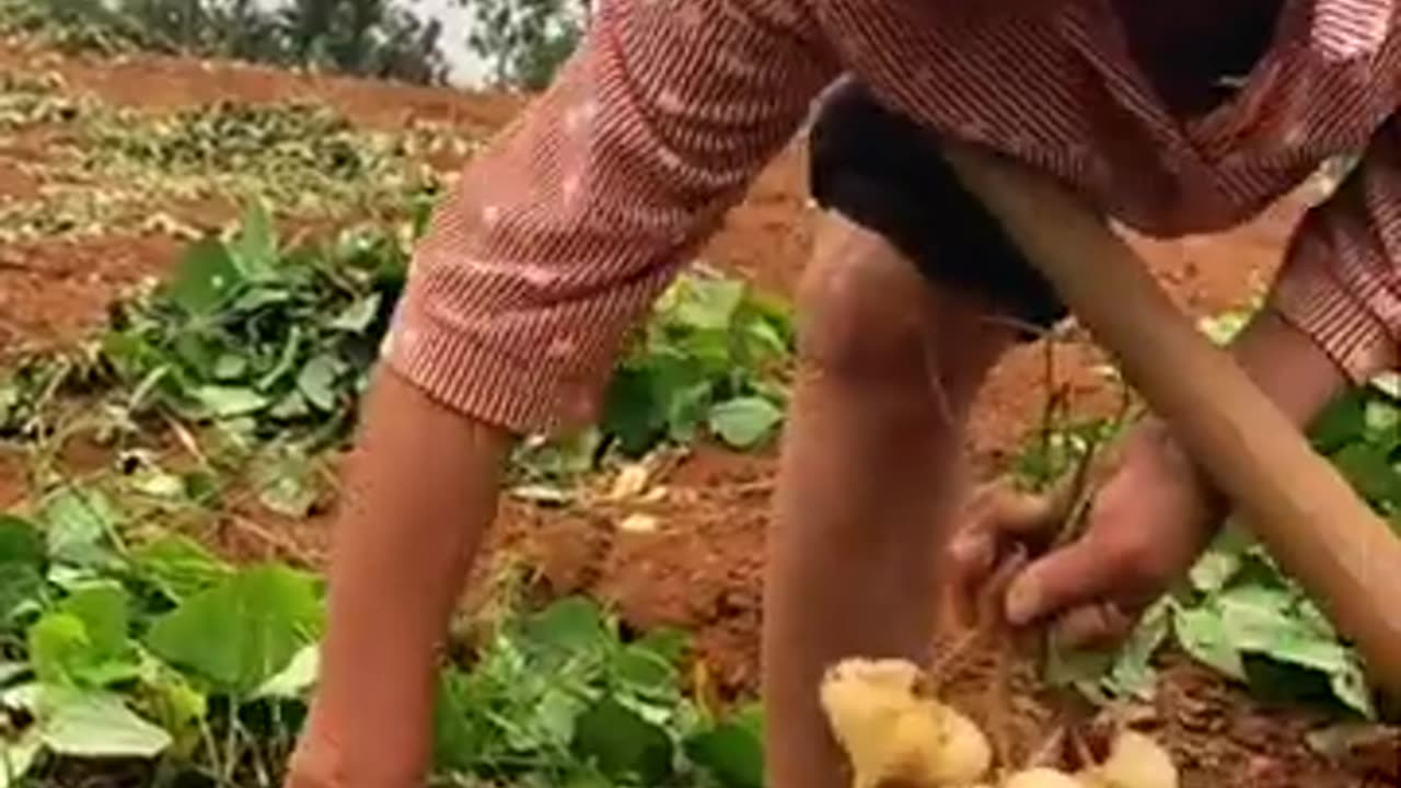 Jicama farm! #farming #harvesting #agriculture