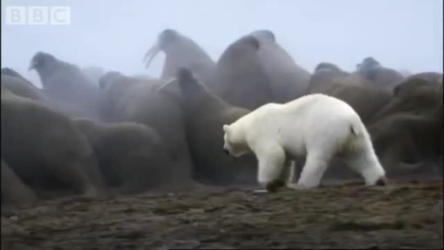 Oso polar vs colonia de morsa