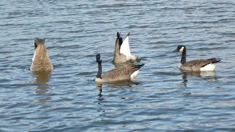 Geese Swimming on Water