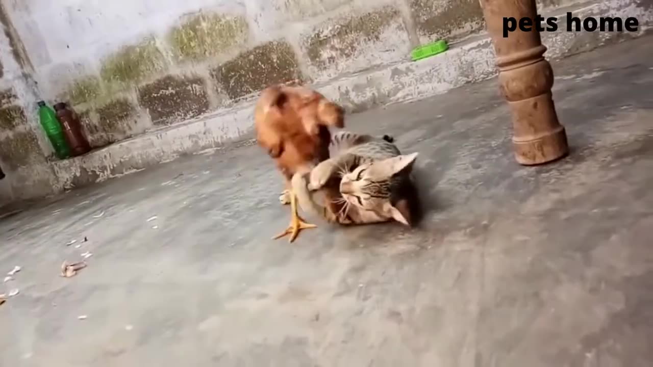 Funny Animal videos