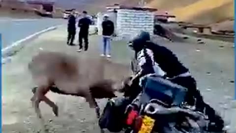 Animal fight with human