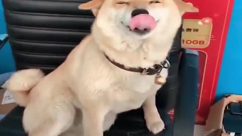 This Smile's Priceless 🤣| Cute Animals