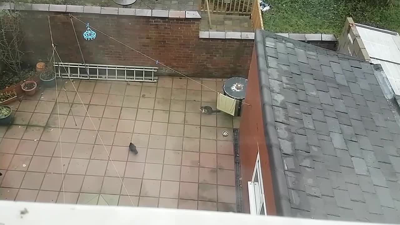 Funny ! Territorial Cat Vs Bird
