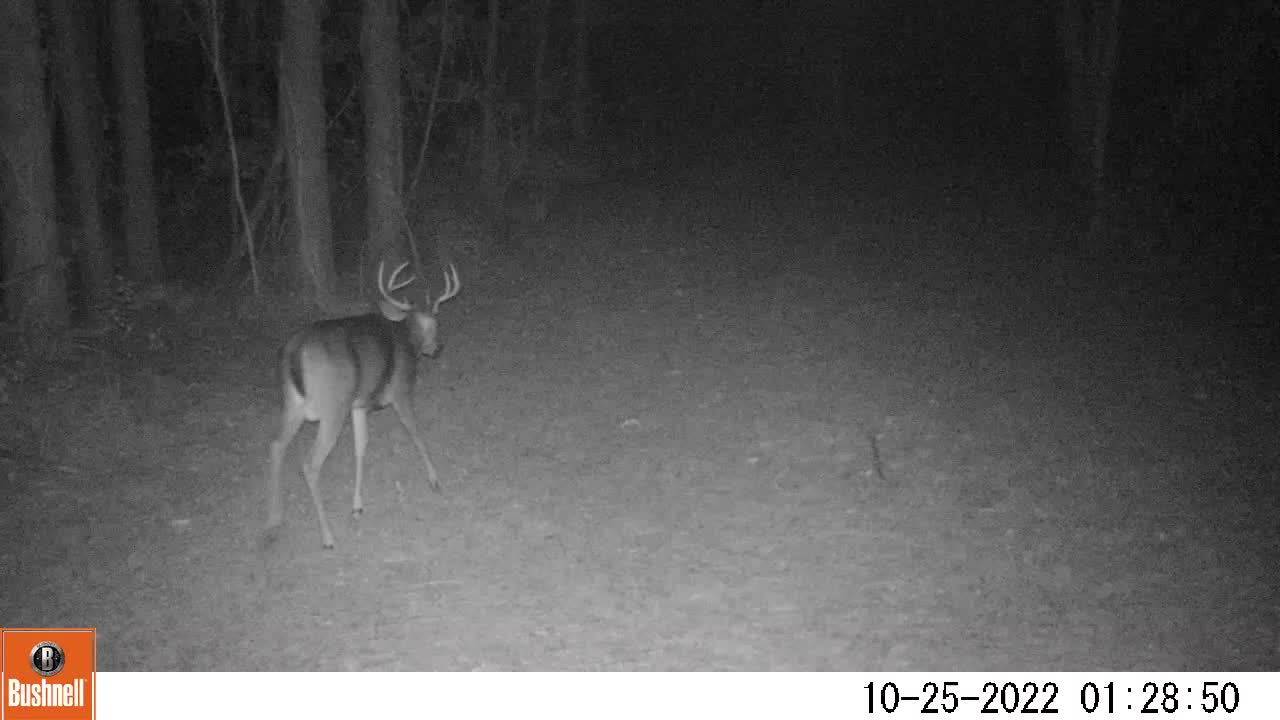 Buck on a deer camera