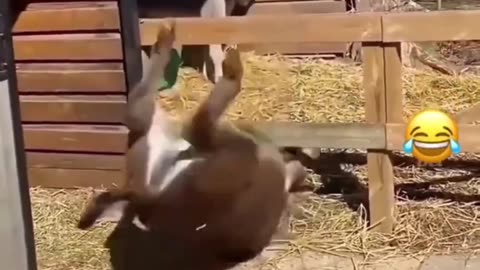 Funny animals