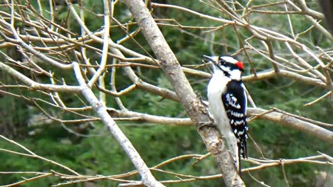 Downy Woodpecker